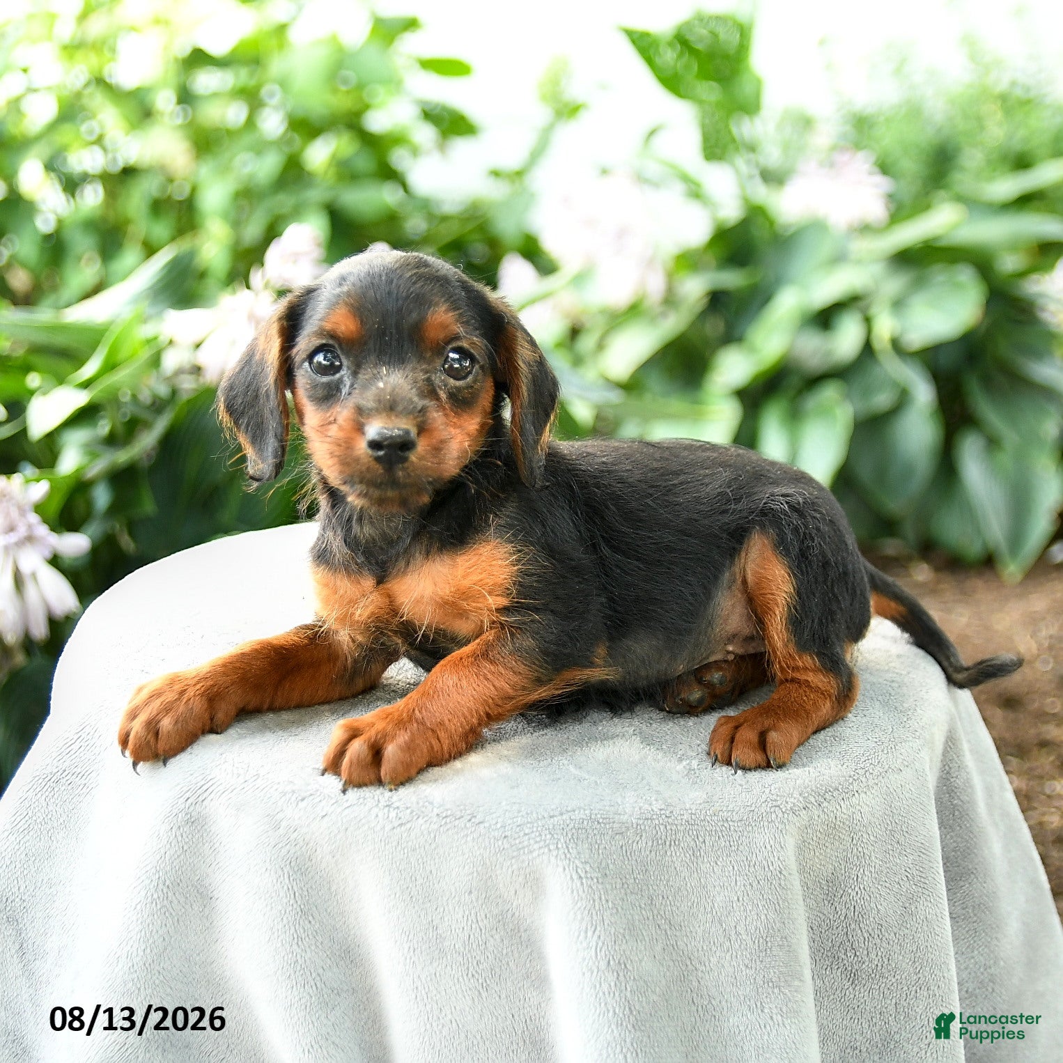 Yorkiepoo dogs Priya - Ad 2