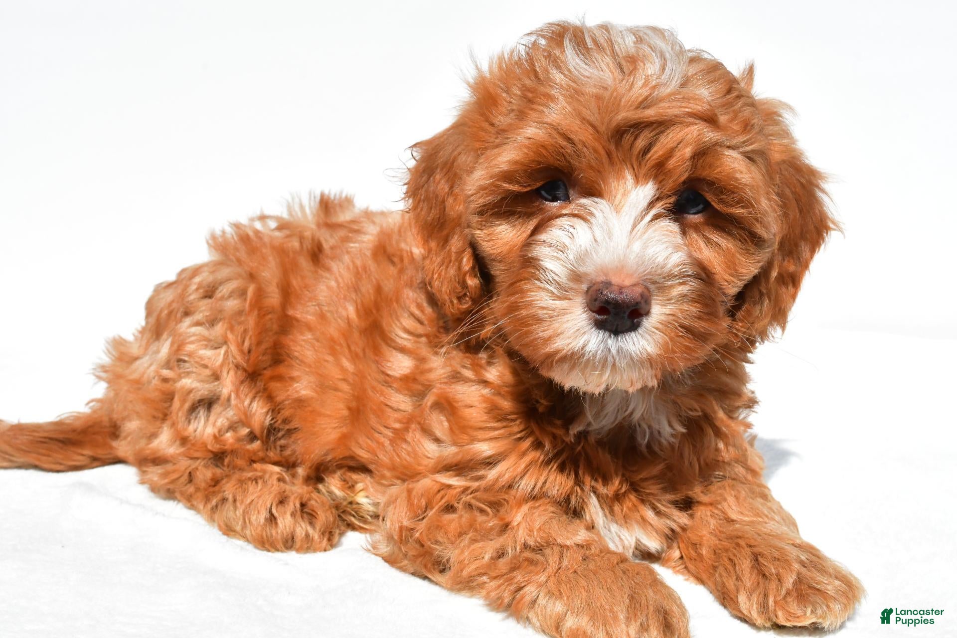 Cavapoo dogs Joshua - Ad 2