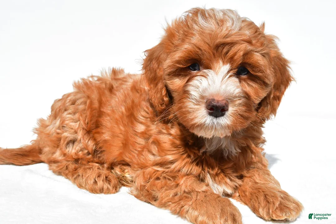 Cavapoo dogs for sale: Joshua - Ad 2
