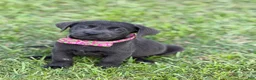 Labrador Retriever dogs for sale: Jack - Ad 2