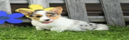 Welsh Corgi Pembroke dogs for sale: Bella    - Ad 3