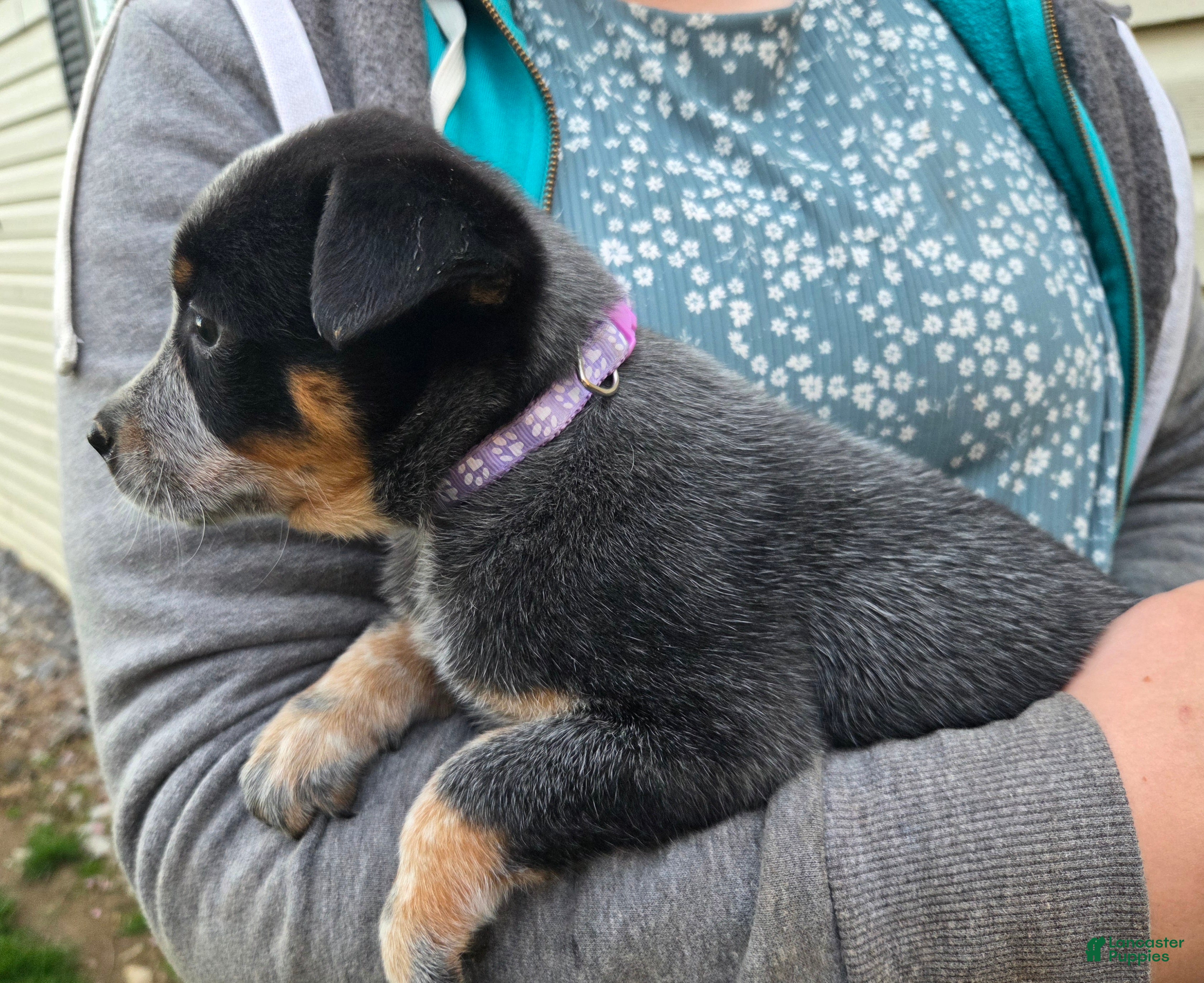 Australian Cattle Dog dogs Josie - Ad 2