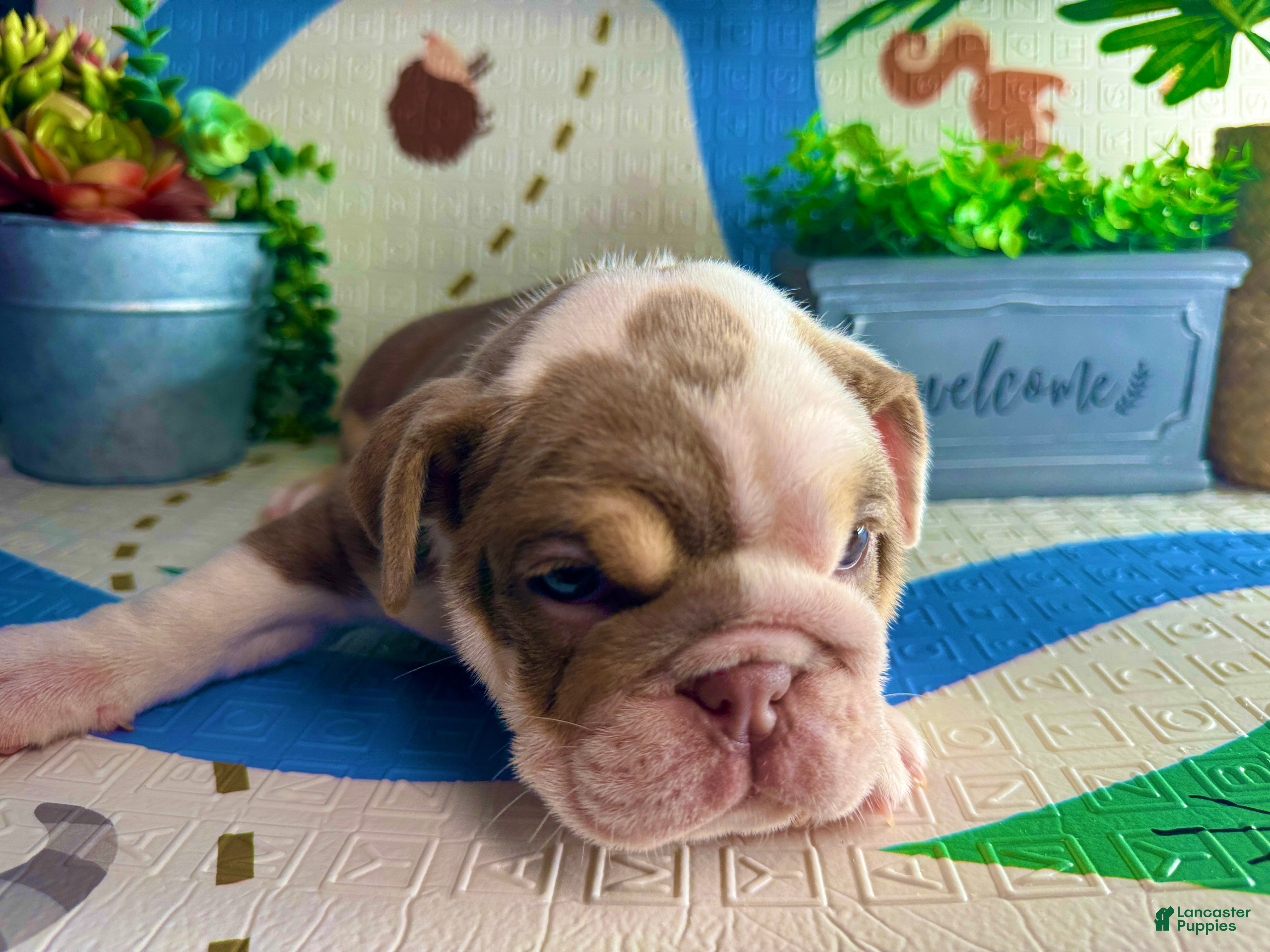 English Bulldog dogs Diamond - Ad 39