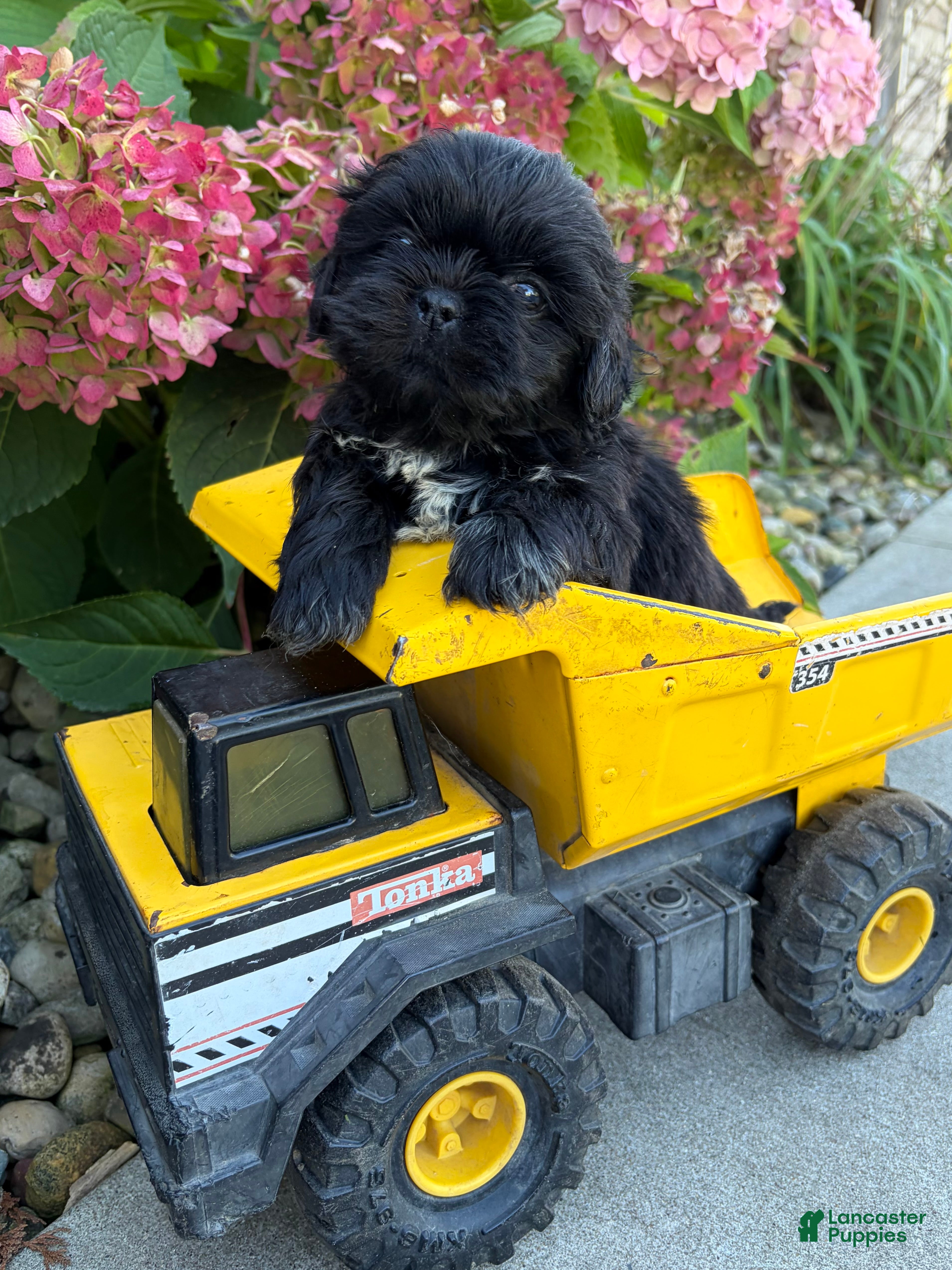 Shih Tzu dogs for sale: Oscar - Ad 1