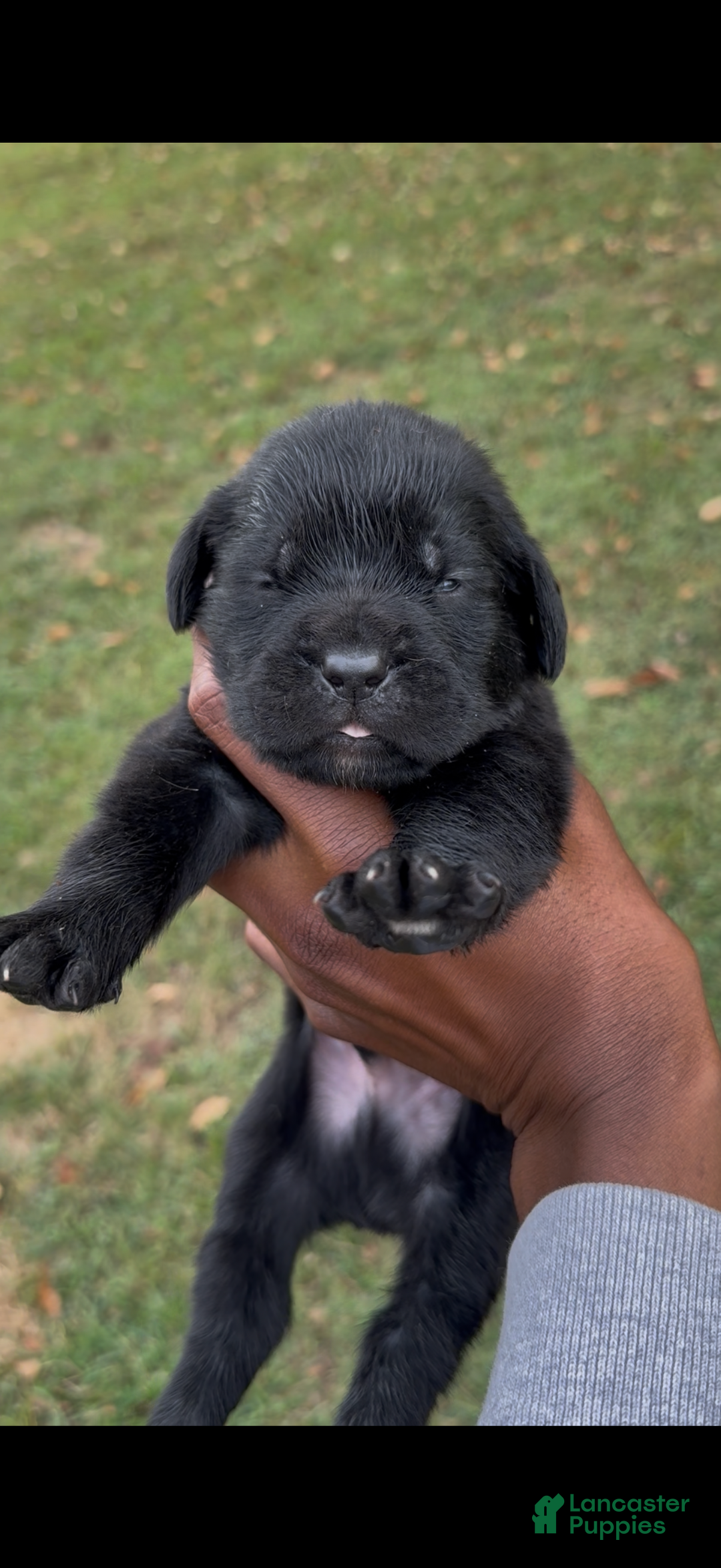 Panther for sale in Morrisville Lancaster Puppies