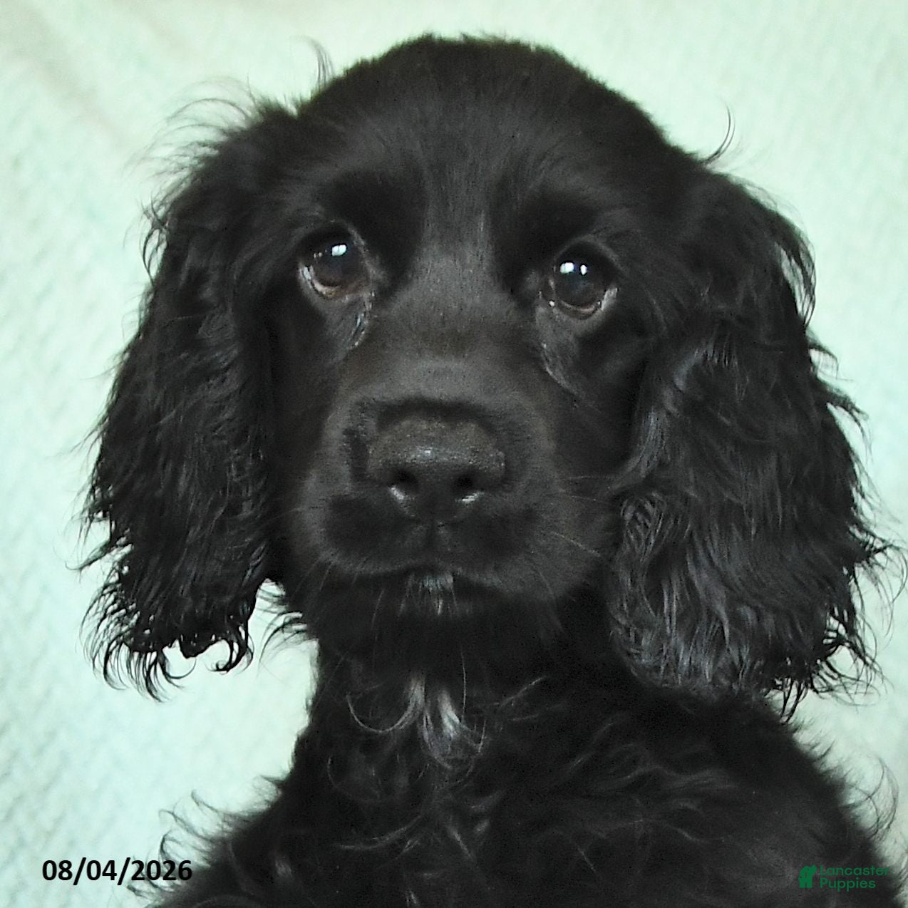 English Cocker Spaniel dogs Blacky - Ad 2