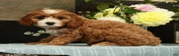 Cavapoo dogs for sale: Fifi - Ad 3