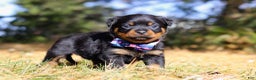 Rottweiler dogs for sale: Zara - Ad 4