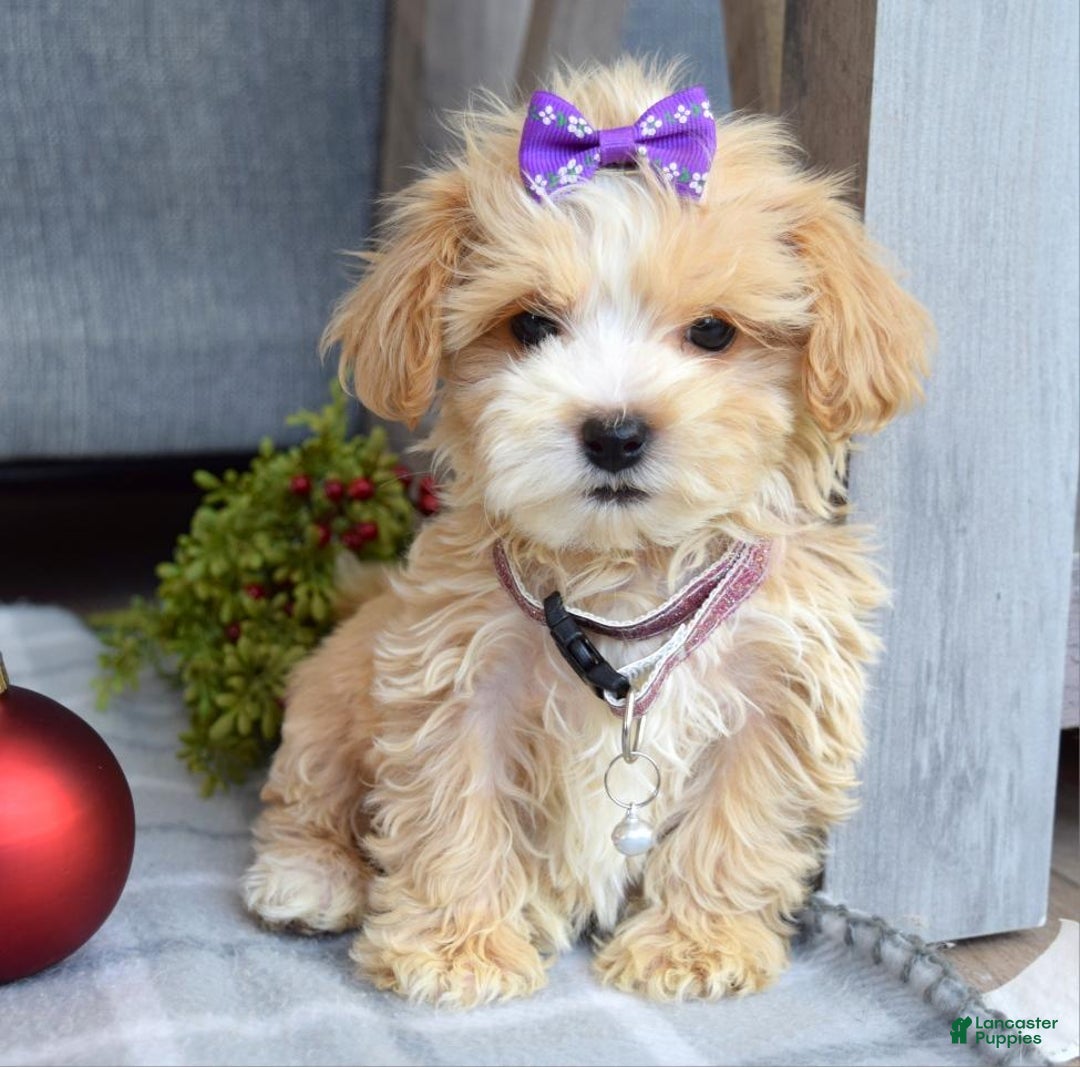 Maltipoo dogs for sale: Flo  - Ad 6