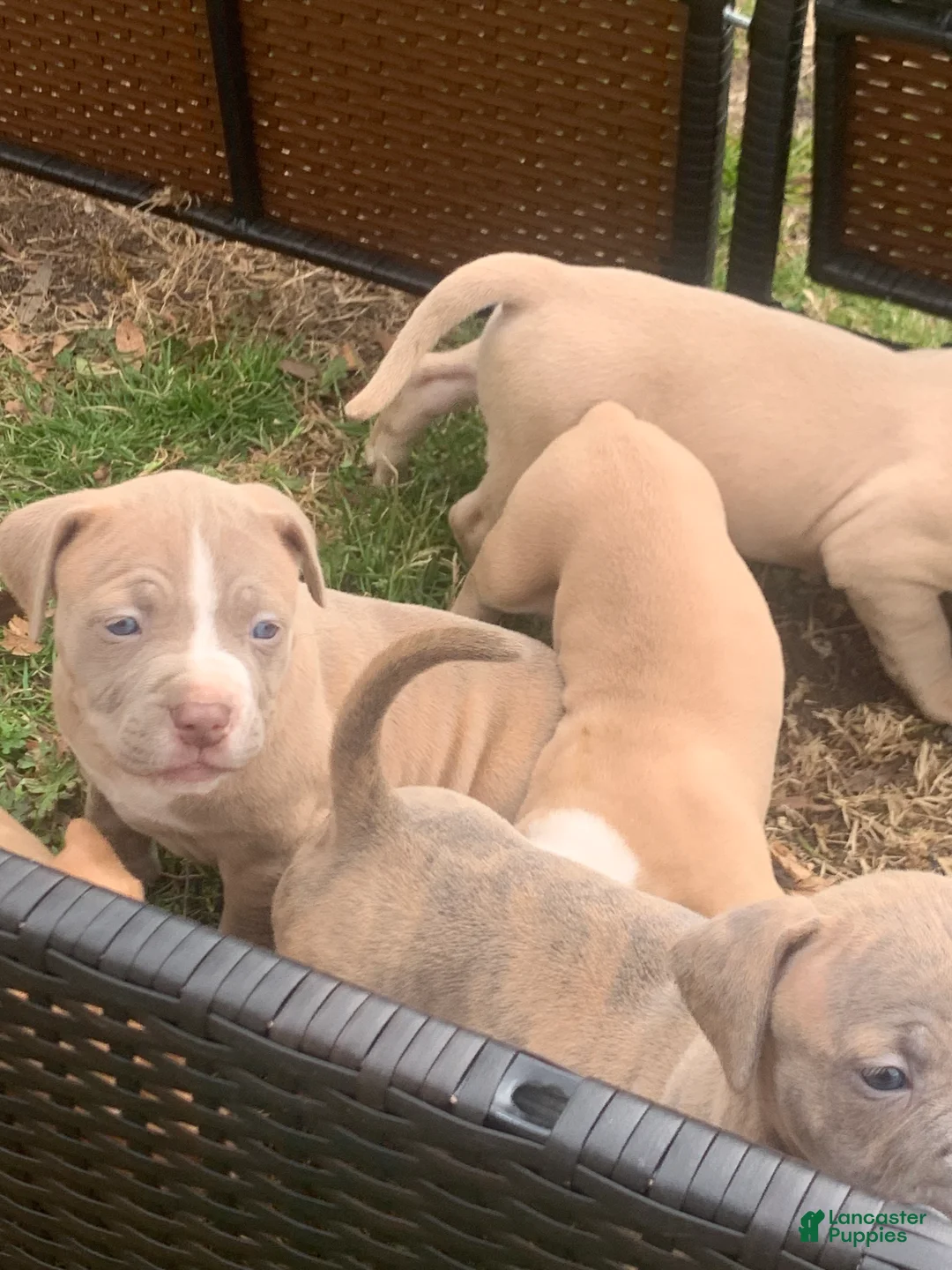 American Pit Bull Terrier dogs for sale: American Pit Bull Terrier Puppy 4 - Ad 1