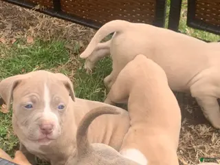 American Pit Bull Terrier dogs American Pit Bull Terrier Puppy 4 - Ad 4