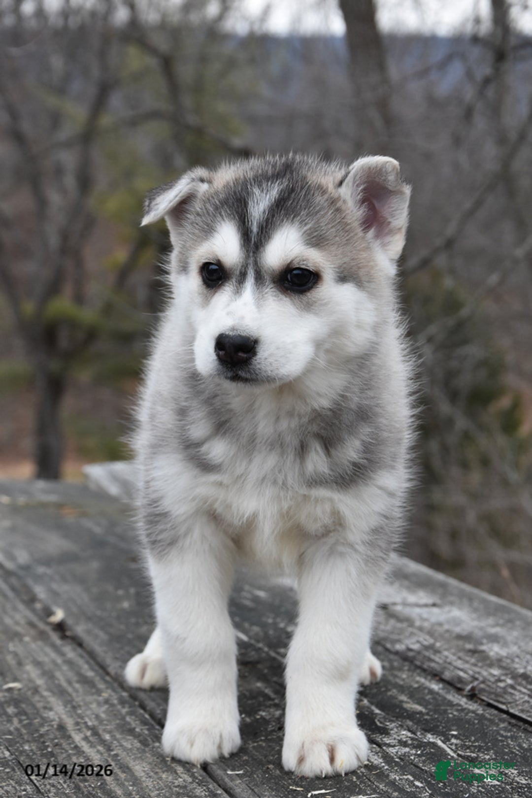 Gerberian Shepsky dogs for sale: Patty - Ad 2