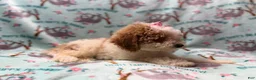 Miniature Poodle dogs for sale: Taffy - Ad 4