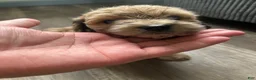 Mixed Breed dogs for sale: Mixed Breed 4 - Ad 5