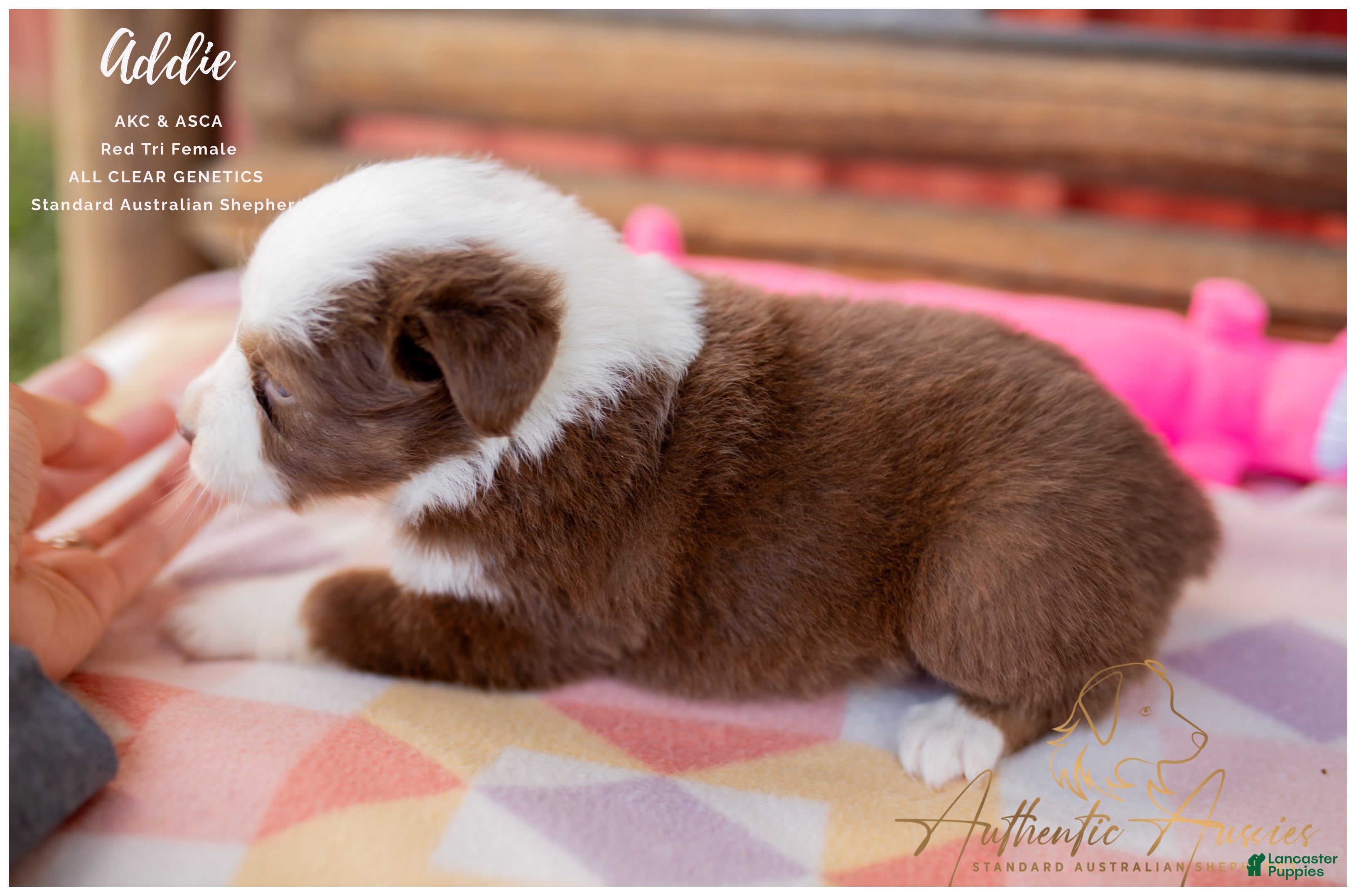 Australian Shepherd dogs Addie - Ad 2
