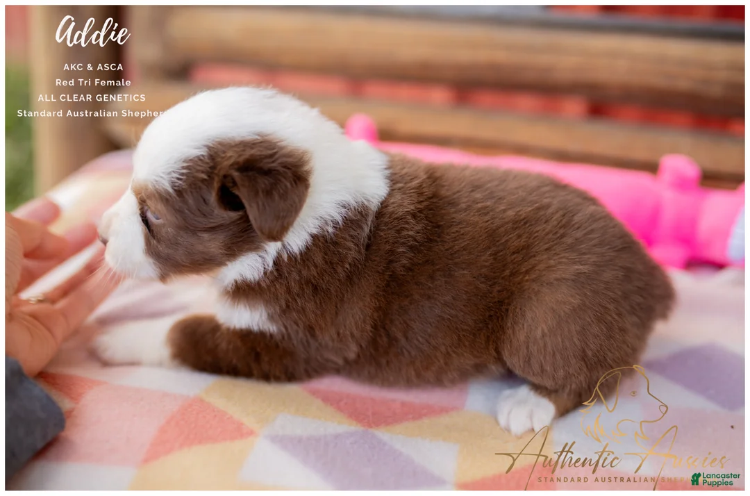 Australian Shepherd dogs for sale: Addie - Ad 2