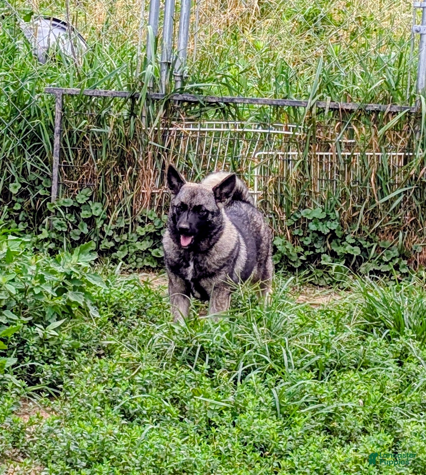 Norwegian Elkhound dogs for sale: TURQUOISE COLLAR  - Ad 2