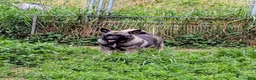 Norwegian Elkhound dogs for sale: TURQUOISE COLLAR  - Ad 1