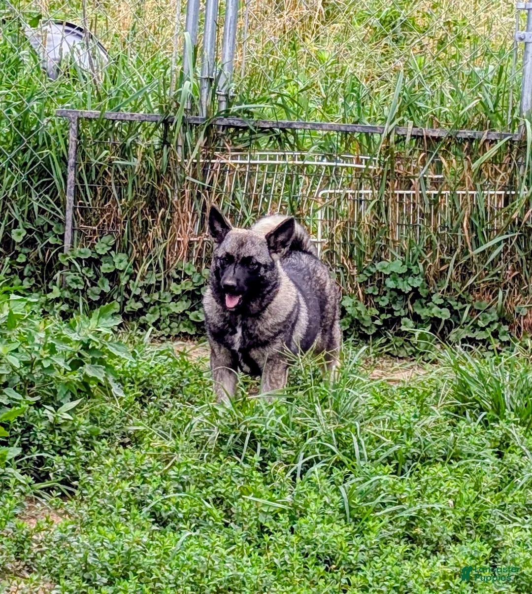 Norwegian Elkhound dogs for sale: TURQUOISE COLLAR  - Ad 1