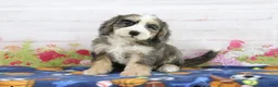 Mini Bernedoodle dogs for sale: Lola - Ad 4