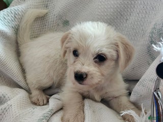 Mixed Breed dogs - Ad 9