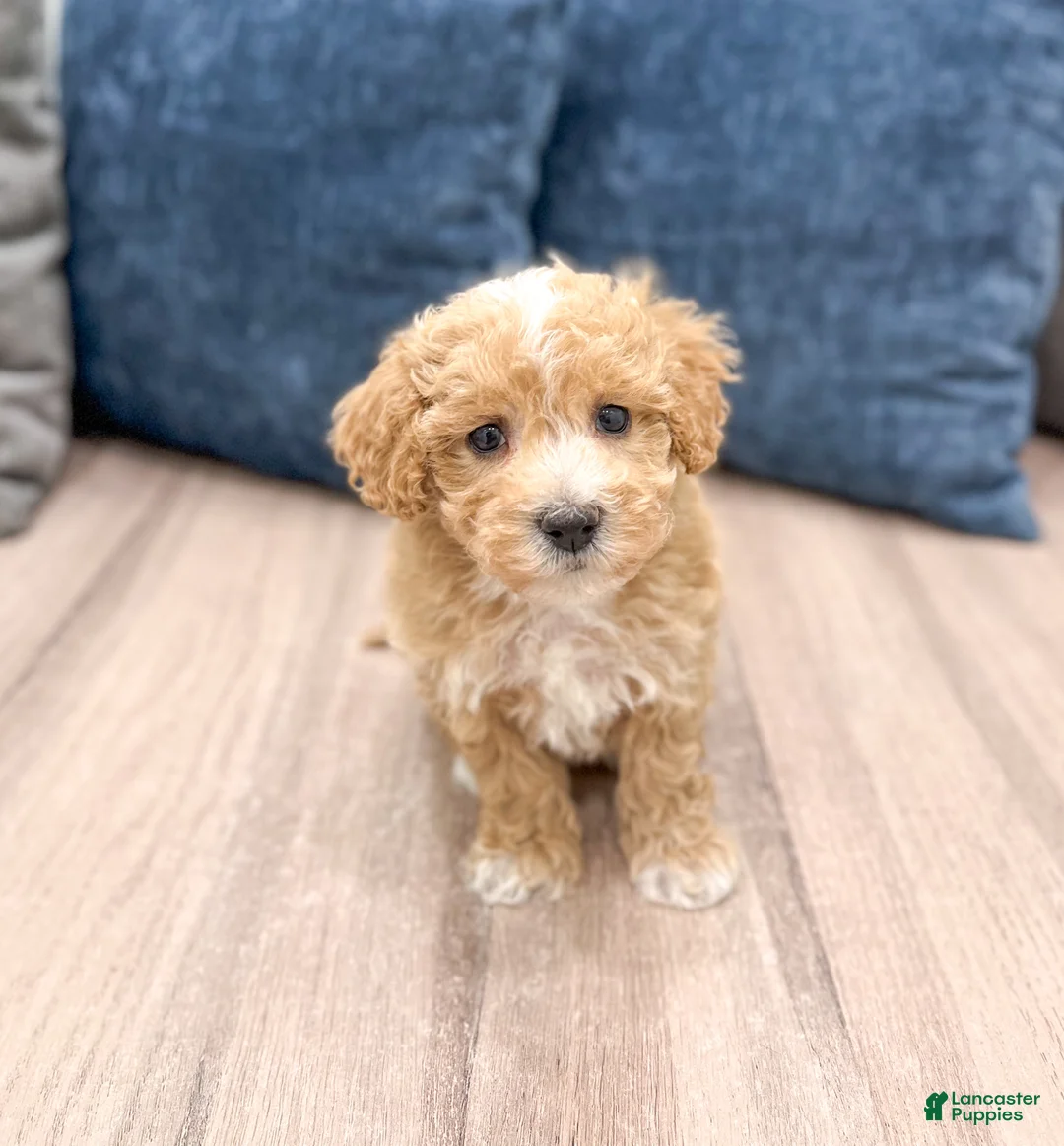 Bichpoo dogs for sale: Tyler - Ad 1