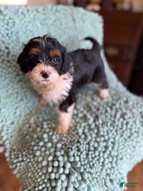 Bernedoodle dogs for sale: Priscilla - Ad 2