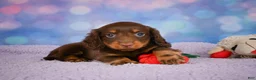 Miniature Dachshund dogs for sale: AKC JOY - Ad 10
