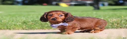 Miniature Dachshund dogs for sale: Ben - Ad 5