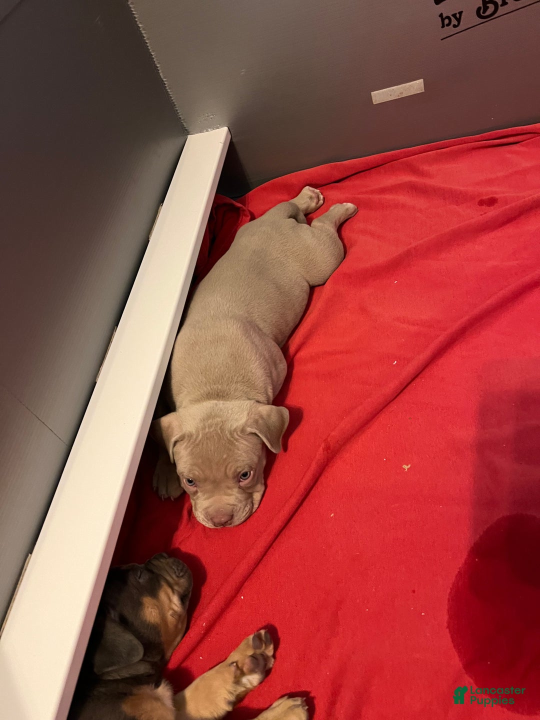 American Bully dogs for sale: Louis - Ad 8