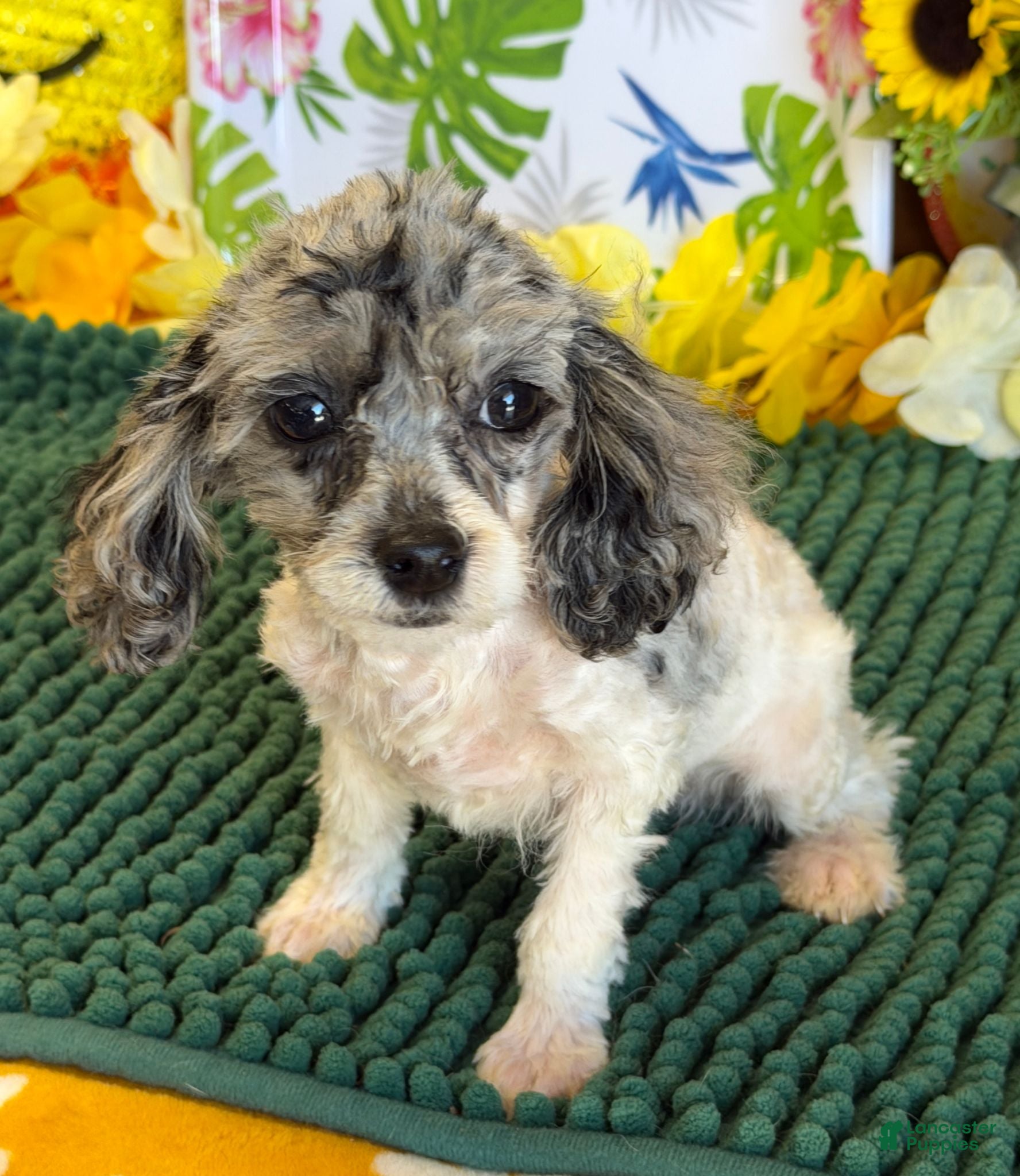 Cockapoo dogs Buttons - Ad 6