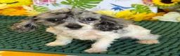 Cockapoo dogs for sale: Buttons - Ad 1