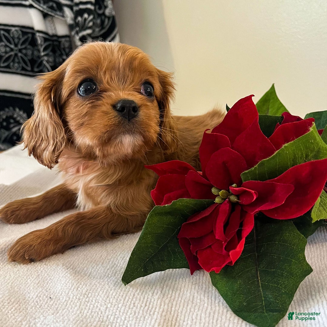 Cavalier King Charles Spaniel dogs for sale: Selina - Ad 4