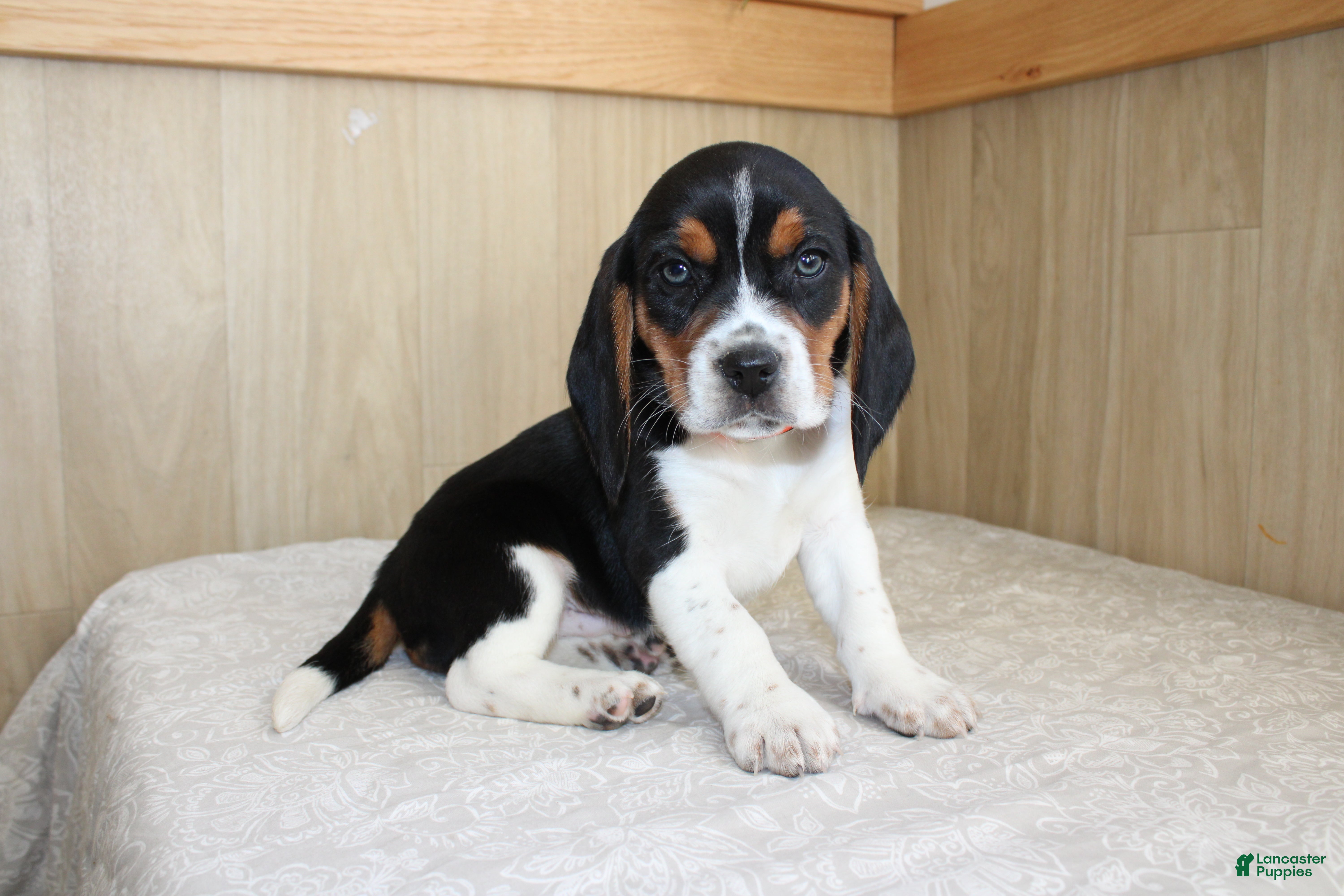 Beagle dogs Victor - Ad 1