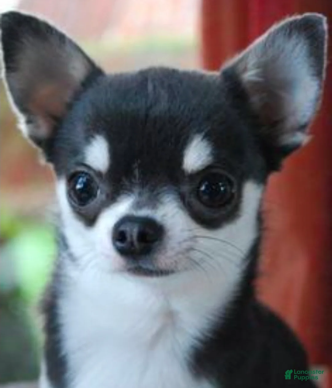 Chipoo dogs for sale: Chipoo Puppy 1 - Ad 2