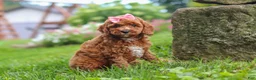 Cavapoo dogs for sale: Elowyn - Ad 5