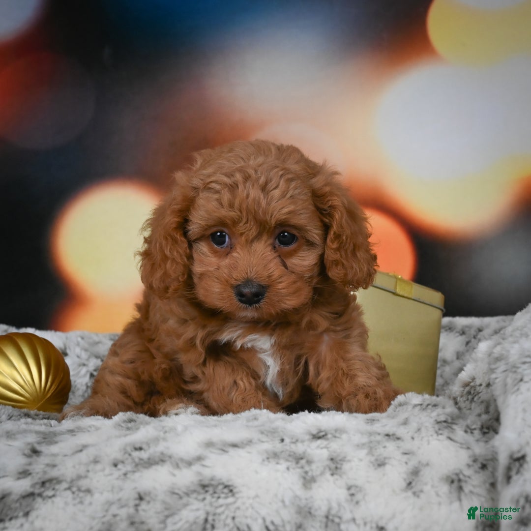 Cavapoo dogs for sale: Coco - Ad 2