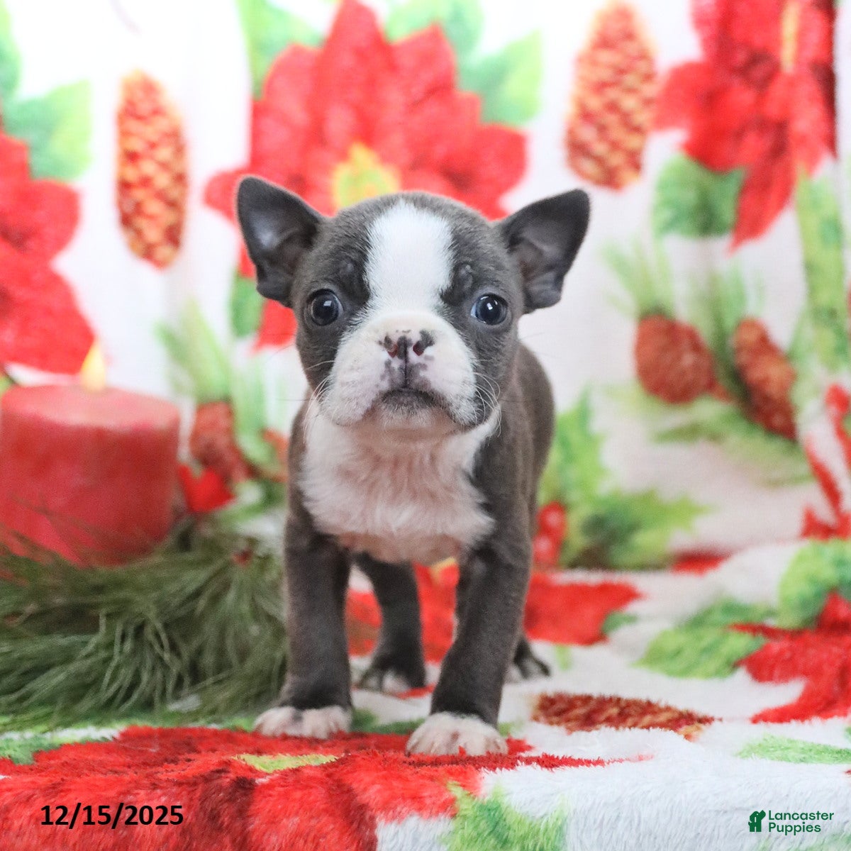 Boston Terrier dogs Hazel - Ad 4