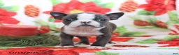 Boston Terrier dogs for sale: Hazel - Ad 1