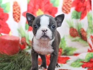 Boston Terrier dogs Hazel - Ad 4