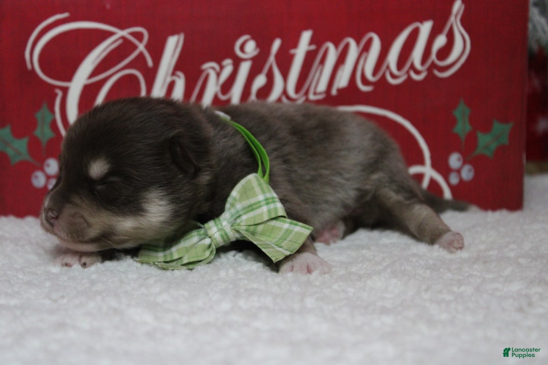 Pomsky dogs for sale: Duey  - Ad 6