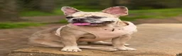 French Bulldog dogs for sale: French Bulldog 1 - Ad 5