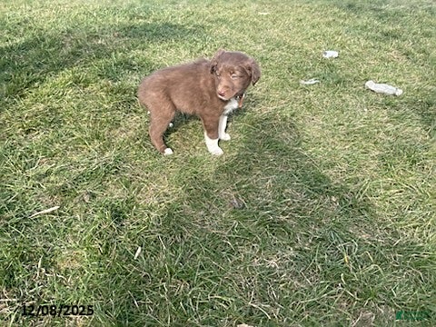 Border Collie dogs Rocket - Ad 24