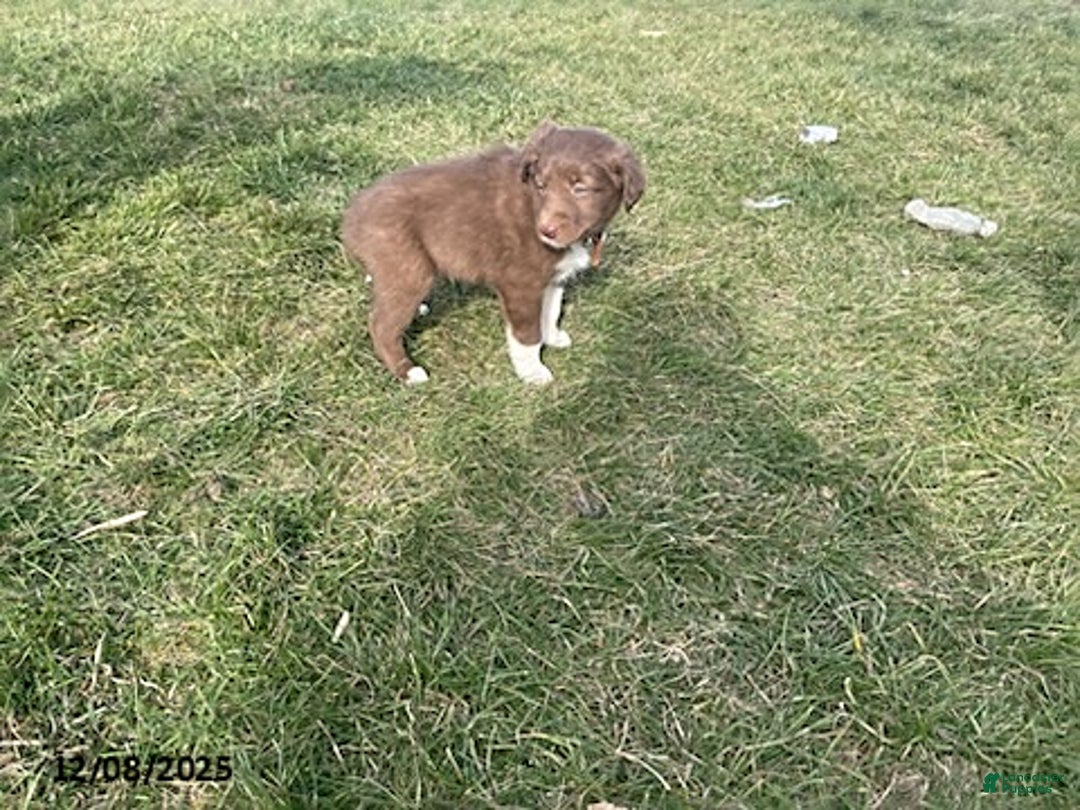 Border Collie dogs for sale: Rocket - Ad 1