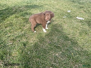 Border Collie dogs Rocket - Ad 17