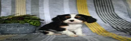 Cavalier King Charles Spaniel dogs for sale: Jill - Ad 2
