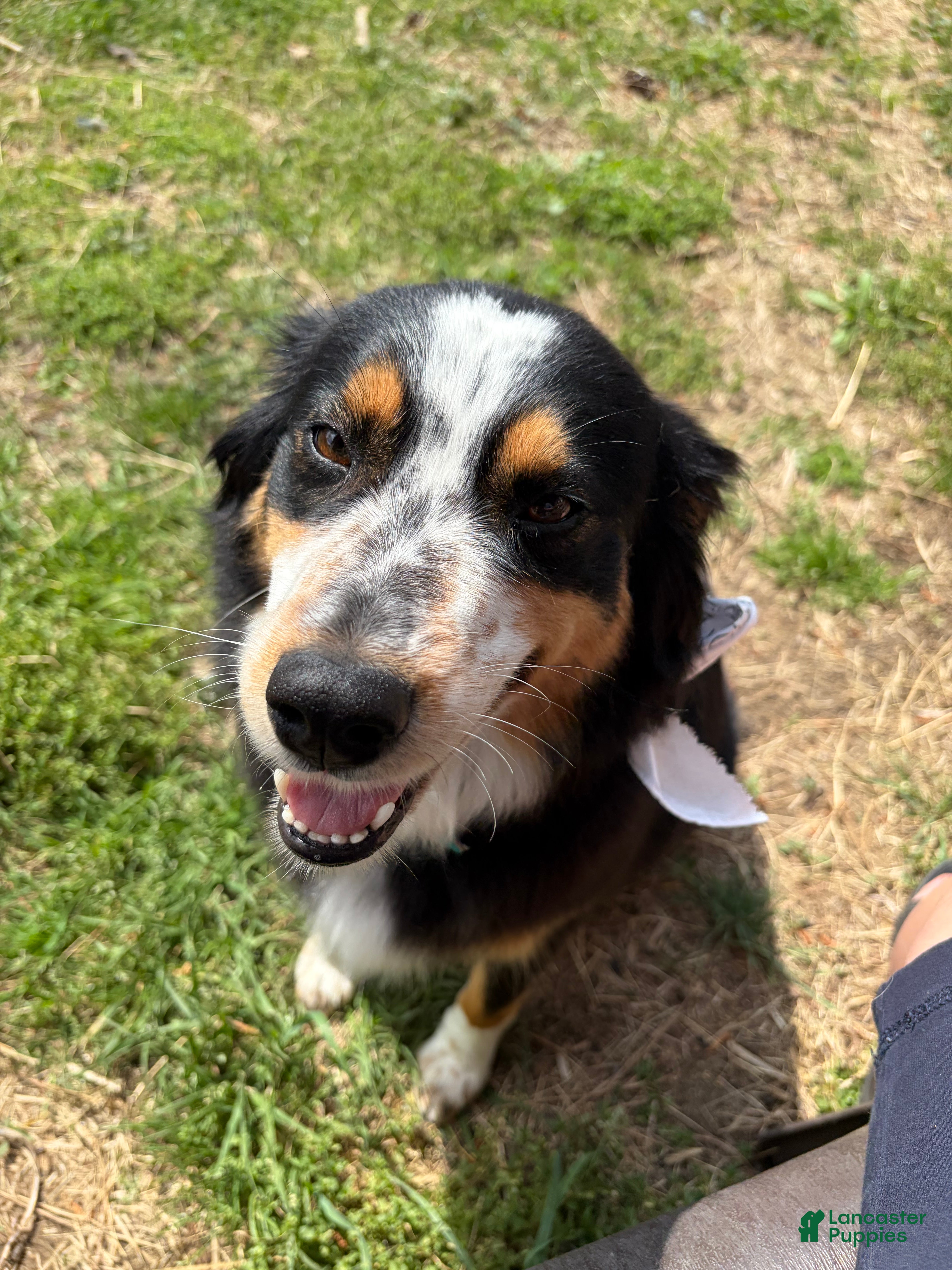 Pepper