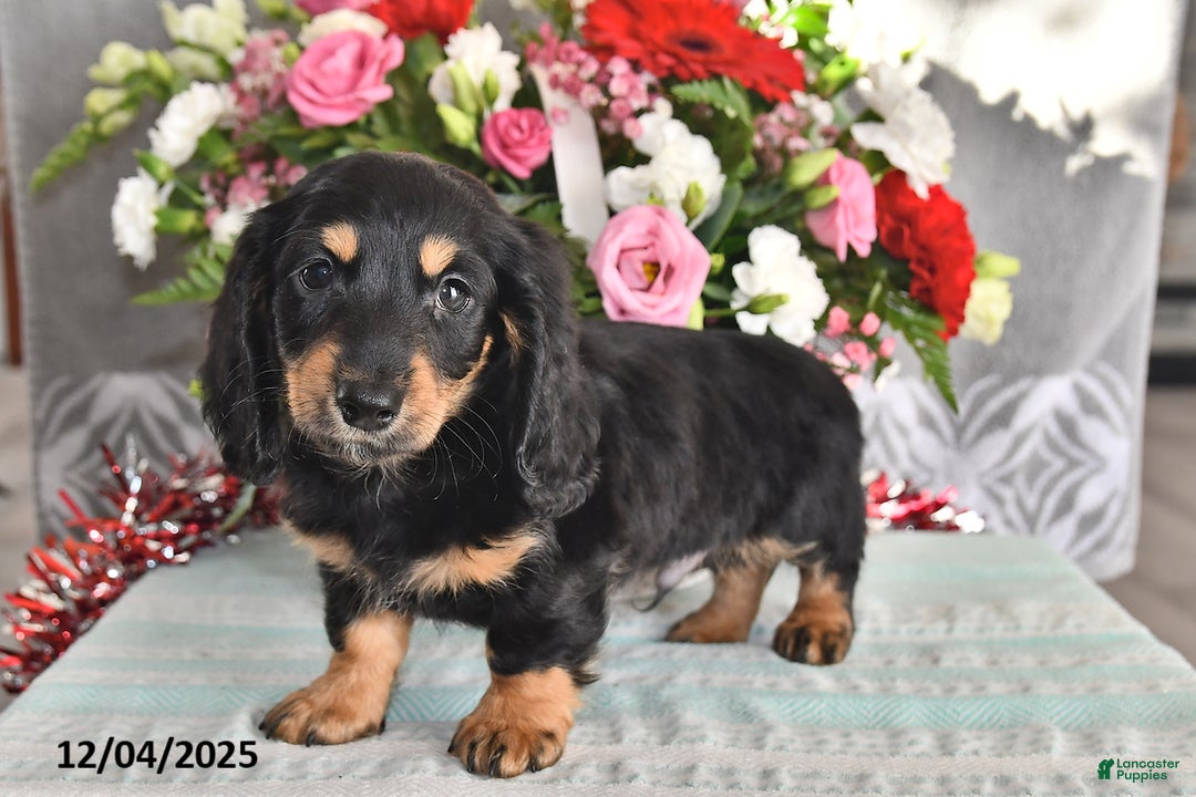 Miniature Dachshund dogs for sale: Rocky - Ad 5