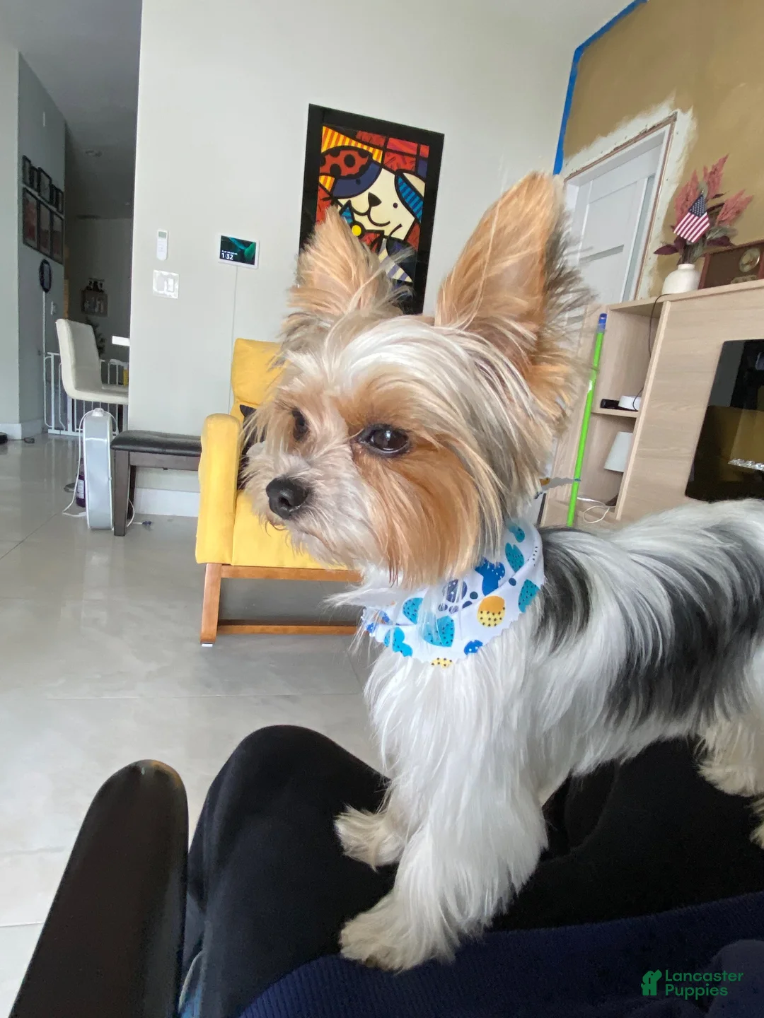 Biewer Terrier dogs for stud: Stud service Yorky Biewer  - Ad 2