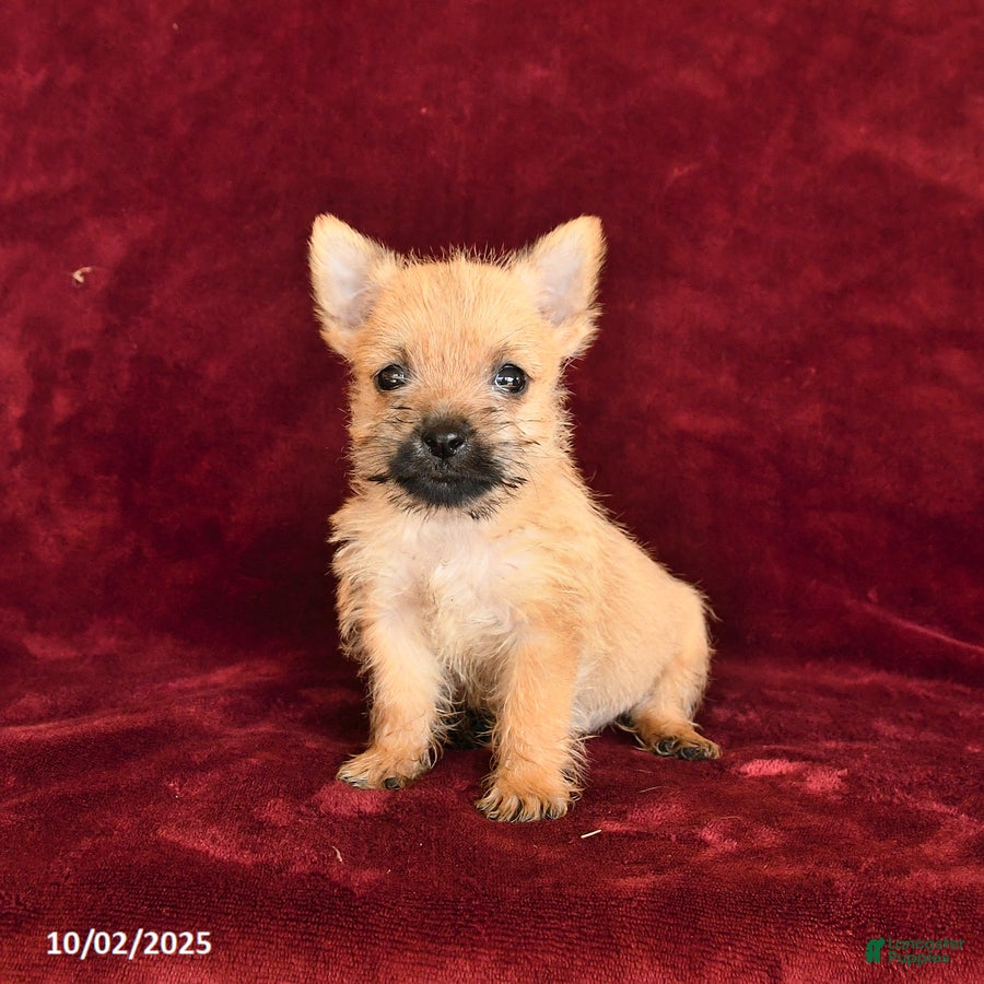 Cairn Terrier dogs Sadie - Ad 4